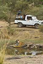 Tourists watching Bengal tiger (Panthera tigris tigris) cooling off in pond, Ranthambore NP, Rajasthan, India
