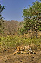 Bengal tiger (Panthera tigris tigris) female crossing track searching for prey, Ranthambore NP, Rajasthan, India