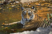 Bengal tiger (Panthera tigris tigris) resting in water to cool off, Ranthambore NP, Rajasthan, India