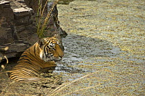 Bengal tiger (Panthera tigris tigris) female resting in lake to cool off, Ranthambore NP, Rajasthan, India