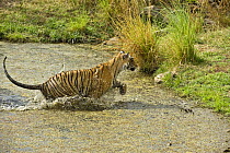 Bengal tiger (Panthera tigris tigris) female leaping through lake, Ranthambore NP, Rajasthan, India
