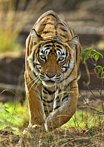 Bengal tiger (Panthera tigris tigris) stalking prey, Ranthambore NP, Rajasthan, India