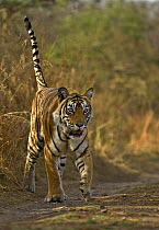 Bengal tiger (Panthera tigris tigris) female, Ranthambore NP, Rajasthan, India