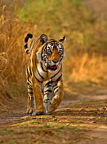 RF- Bengal tiger (Panthera tigris tigris) female, Machali, Ranthambore National Park, Rajasthan, India. Endangered species. (This image may be licensed either as rights managed or royalty free.)