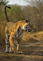 Bengal tiger (Panthera tigris tigris) female hunting, Ranthambore NP, Rajasthan, India