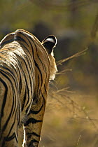 Bengal tiger (Panthera tigris tigris) rear view of female watching prey, Ranthambore NP, Rajasthan, India
