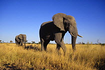 African elephant (Loxodonta africana) two bulls walking to water, Savute, Botswana  (non-ex)