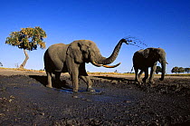 African elephant (Loxodonta africana) two bulls at mud wallow, Savute, Botswana    (non-ex)