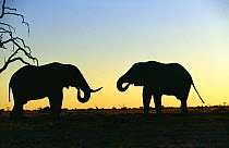 Silhouette of two African elephant (Loxodonta africana) bulls drinking at sunset, Savute, Botswana  (non-ex)