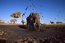 African elephant (Loxodonta africana) bull spraying mud at camera, Savute, Botswana    (non-ex)