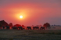 African elephant (Loxodonta africana) breeding herd at sunset, Chobe NP, Botswana   (non-ex)