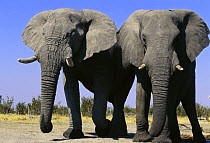 African elephant (Loxodonta africana) two bulls, Savute, Botswana   (non-ex)