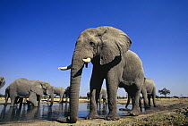 African elephant (Loxodonta africana) herd of bulls drinking at waterhole, Savute, Botswana   (non-ex)