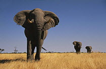 African elephant (Loxodonta africana) bulls walking to water, front one showing aggression, Savute, Botswana   (non-ex)