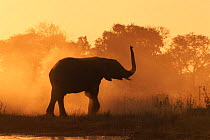 Silhouette of African Elephant (Loxodonta africana)  dust bathing at sunset, Khwai River, Botswana  (non-ex)