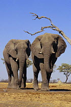 African elephant (Loxodonta africana) two bulls walking to waterhole, Savute, Botswana (non-ex)