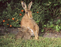 European brown hare (Lepus europaeus) mother suckling leverets, UK  (non-ex)