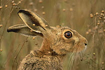 European brown hare (Lepus europaeus) portrait, UK  (non-ex)