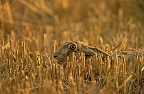 European brown hare (Lepus europaeus) crouching in autumn stubble field, UK  (non-ex)
