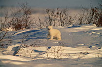 Polar Bear (Ursus maritimus) cub on tundra in snow, Canadian Arctic  (non-ex)