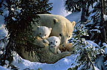 Polar Bear (Ursus maritimus) mother with cubs in snow hollow, Canadian Arctic  (non-ex)