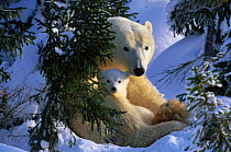 Polar Bear (Ursus maritimus) mother with cub in snow hollow, Canadian Arctic  (non-ex)