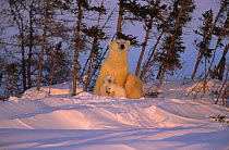 Polar Bear (Ursus maritimus) mother with cubs at sunset, Churchill, Canada  (non-ex)