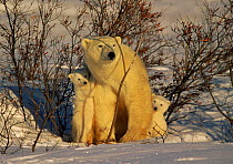 Polar Bear (Ursus maritimus) mother with cubs looking nervously at distant male bear, Canada  (non-ex)