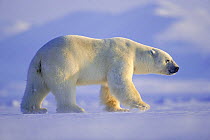 Polar Bear (Ursus maritimus) large male hunting on sea ice, Svalbard, Norway (non-ex)