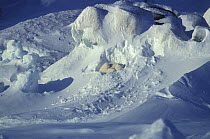 Polar Bear (Ursus maritimus) resting, sheltering from arctic wind, Svalbard, Norway (non-ex)