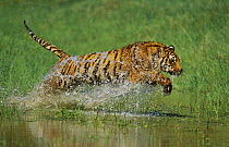 Bengal Tiger (Panthera tigris tigris) jumping through water, captive, USA (non-ex)