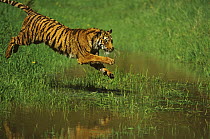 Bengal Tiger (Panthera tigris tigris) jumping into water, captive, USA (non-ex)