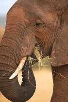 African elephant (Loxodonta africana) young bull with red sand colouration, feeding, Samburu, Kenya (non-ex)
