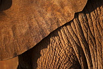 African elephant (Loxodonta africana) close up of hide skin of ear and body in late evening sun, Samburu, Kenya  (non-ex)