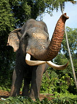 Asian Elephant (Elaphus maximus) old bull with trunk raised, captive, Pinnawala Elephant Orphanage, Sri Lanka  (non-ex)