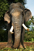 Asian Elephant (Elaphus maximus) old bull, captive, Pinnawala Elephant Orphanage, Sri Lanka  (non-ex)