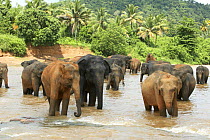 Asian Elephant (Elaphus maximus) herd in river, captive, Pinnawala Elephant Orphanage, Sri Lanka  (non-ex)