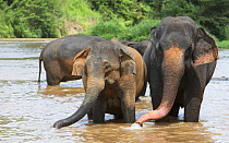 Asian Elephant (Elaphus maximus) herd drinking in river, captive, Pinnawala Elephant Orphanage, Sri Lanka  (non-ex)
