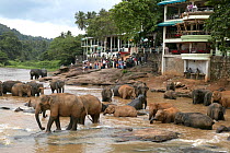 Asian Elephant (Elaphus maximus) tourists watching herd in river, captive, Pinnawala Elephant Orphanage, Sri Lanka  (non-ex)
