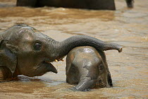 Asian Elephant (Elaphus maximus) two playing in river, captive, Pinnawala Elephant Orphanage, Sri Lanka  (non-ex)