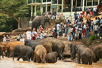Asian Elephant (Elaphus maximus) tourists watching herd in river, captive, Pinnawala Elephant Orphanage, Sri Lanka  (non-ex)
