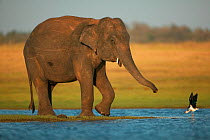 RF- Asian Elephant (Elaphas maximus) with Black winged stilt (Himantopus himantopus) showing aggression, Minneriya National Park, Sri Lanka. Endangered species. (This image may be licensed either as r...