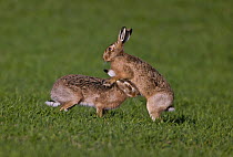 European brown hare (Lepus europaeus) male and female during courtship, UK  (non-ex)