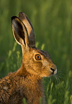 European brown hare (Lepus europaeus) portrait in evening light, UK  (non-ex)