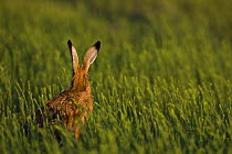 European brown hare (Lepus europaeus) rear view in crop field in evening, UK  (non-ex)