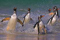 RF- Gentoo penguins (Pygoscelis papus papus) landing on beach, Falkland Islands. (This image may be licensed either as rights managed or royalty free.)