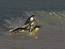 Gentoo penguins (Pygoscelis papus papus) surfing in towards landing beach, Falkland Islands  (non-ex)