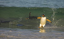Gentoo penguin (Pygoscelis papus papus) surfing on way to landing beach, Falkland Islands  (non-ex)