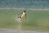 Gentoo penguin (Pygoscelis papua papua) surfing on wave, Falkland Islands  (non-ex)