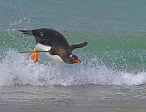 Gentoo penguin (Pygoscelis papus papus) surfing in wave, Falkland Islands  (non-ex)